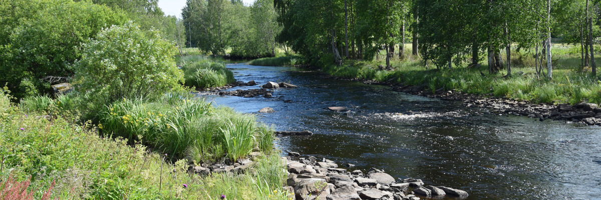 Vy av en å som rinner genom grönskande skog. Näkymä joelle, joka virtaa läpi rehevän metsän.