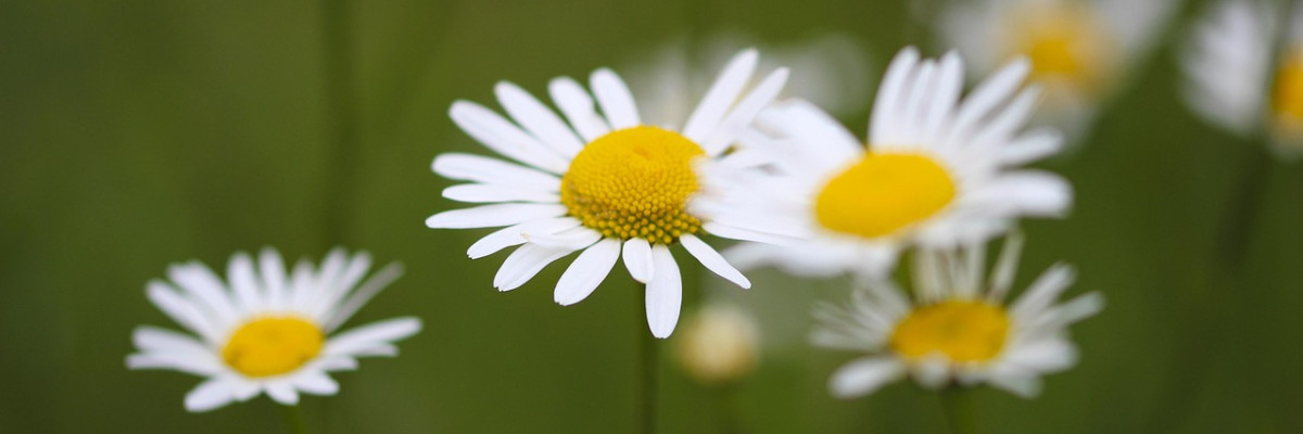 Prästkragar. Päivänkakkaroita.